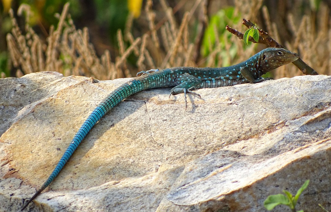 Naturaleza existe una especie de lagartijas en la que los machos se extinguieron y las hembras se reproducen sin la necesidad de ellos 1