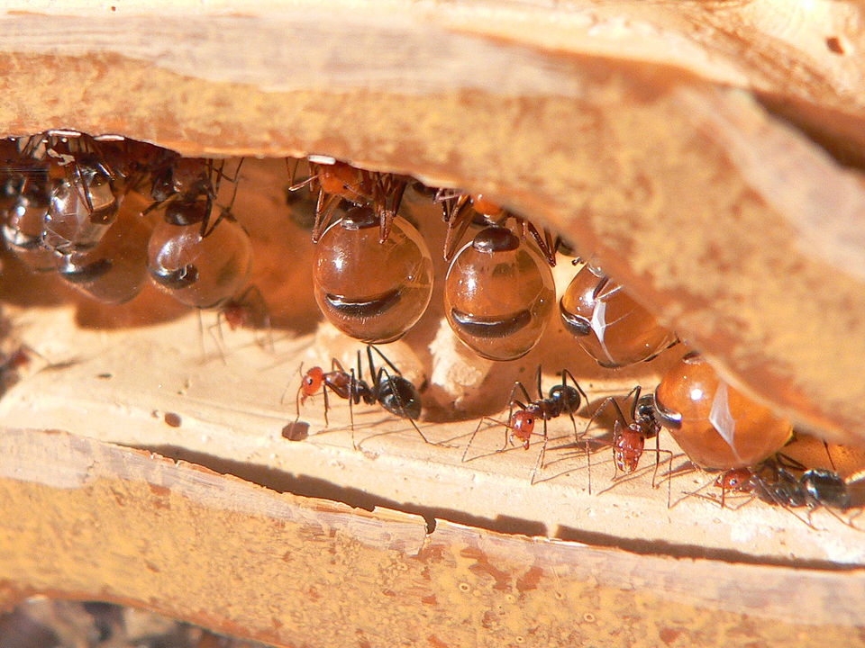 Naturaleza hormiga melifera una despensa viva 2