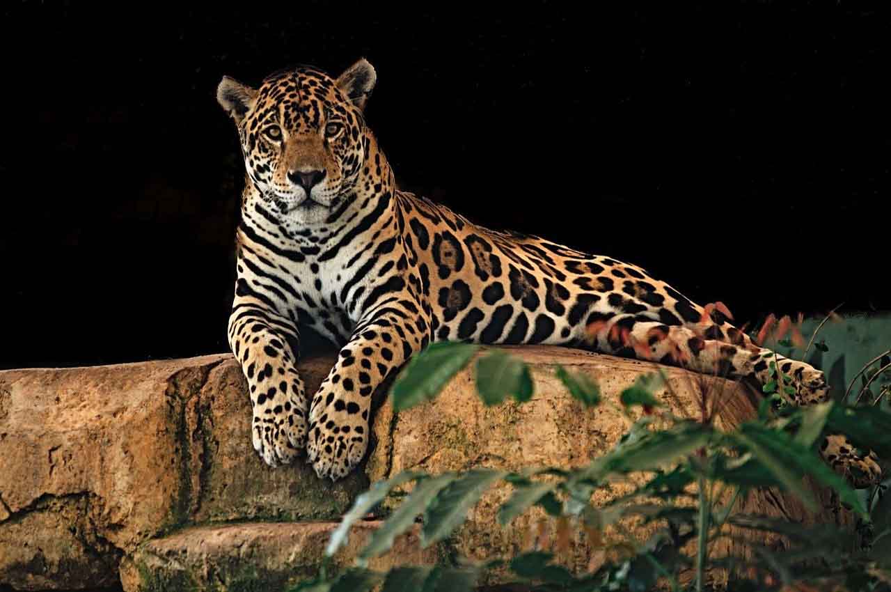 Naturaleza conservacion del jaguar 2