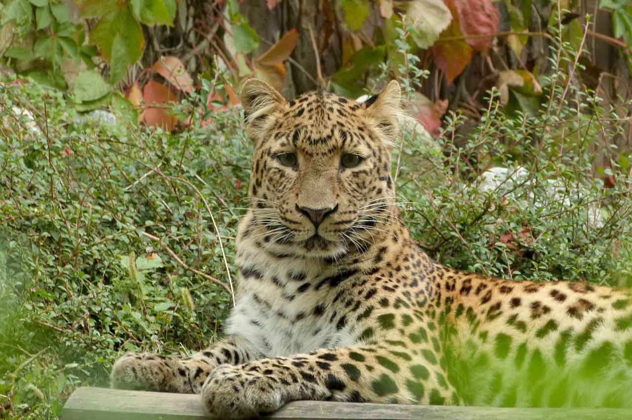 Naturaleza conservacion del jaguar 3