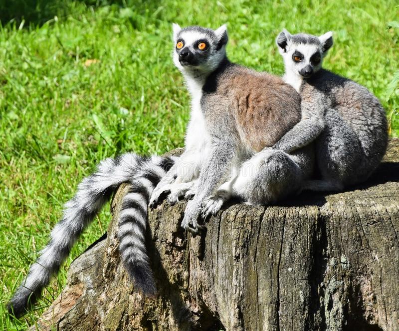 Naturaleza la fidelidad en los animales 1