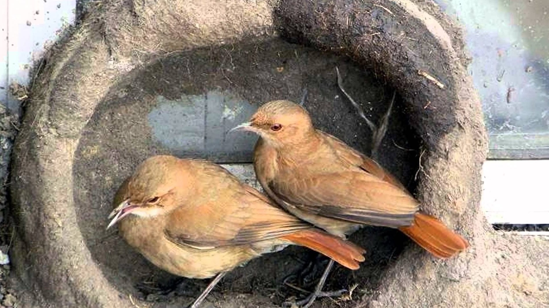 Naturaleza la genetica en los nidos de los horneros 2