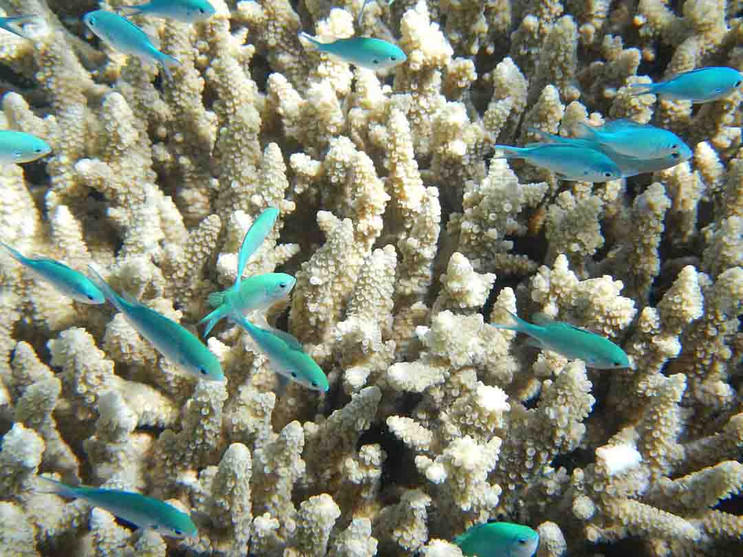 Naturaleza la gran barrera de coral australiana esta en peligro 1