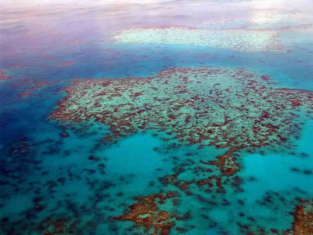 Naturaleza la gran barrera de coral australiana esta en peligro 2