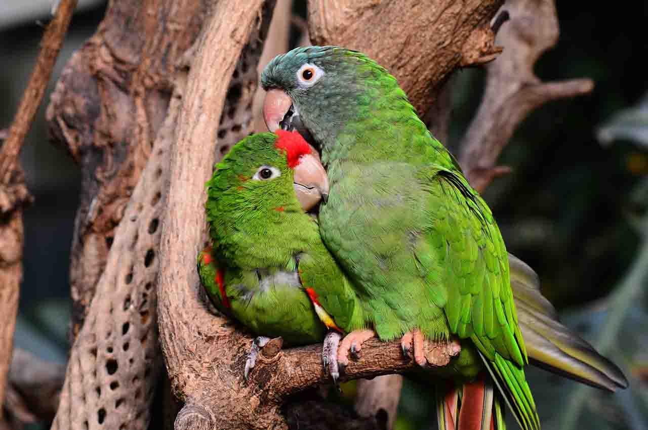 Naturaleza inteligencia de las aves 1