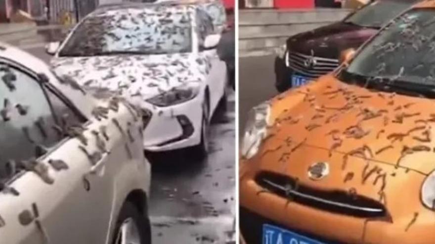 Curiosidades la lluvia de gusanos en china 2