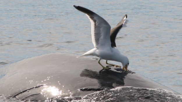 Naturaleza la lucha entre gaviotas y ballenas 1