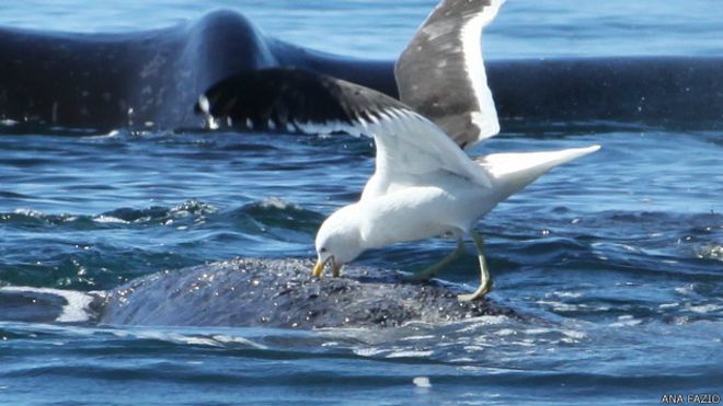 Naturaleza la lucha entre gaviotas y ballenas 2