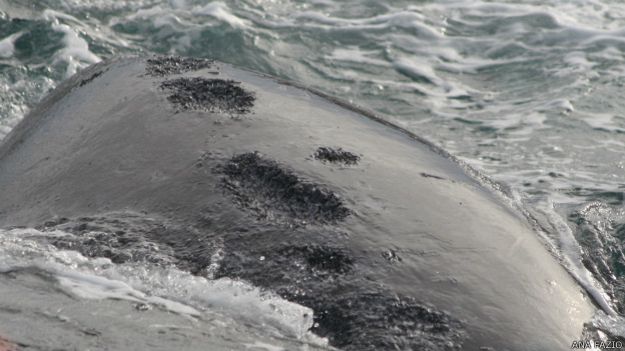 Naturaleza la lucha entre gaviotas y ballenas 3