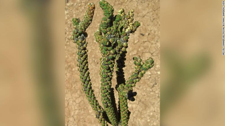 Naturaleza la orquidea mas fea del mundo 2