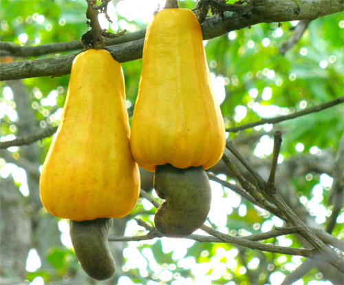 Naturaleza piel anacardos muy toxica 1