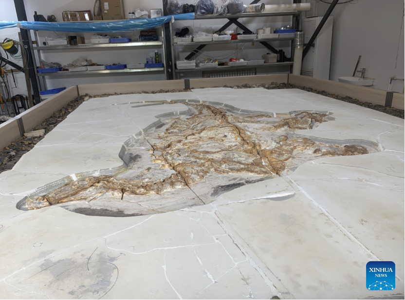 La piel intacta de un dinosaurio