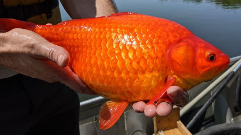 Naturaleza la plaga de los peces dorados 2