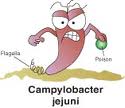 Naturaleza gastroenteritis origen campylobacter jejuni 1