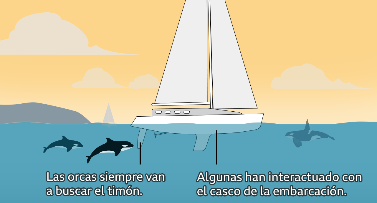 Naturaleza la rebelion de las orcas en gibraltar 4