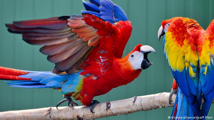 Curiosidades las aves cercanas al ecuador son mas coloridas 1