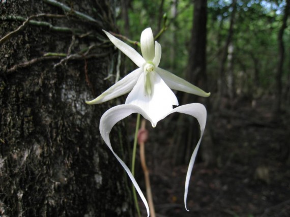 Naturaleza las flores mas raras del mundo 2