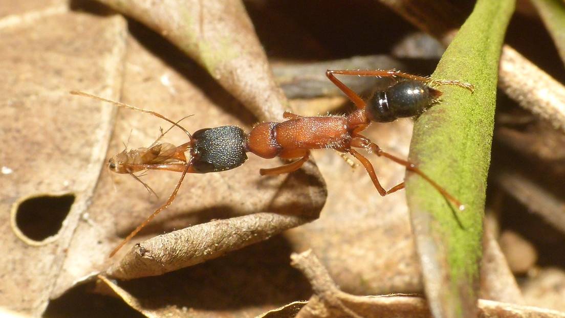 Naturaleza las hormigas que encogen su cerebro 1