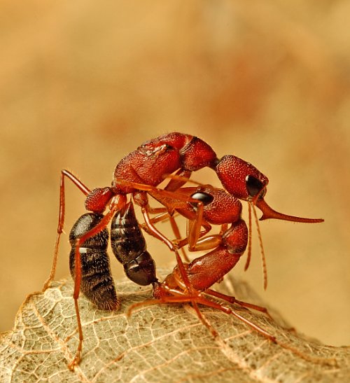 Naturaleza las hormigas que encogen su cerebro 2