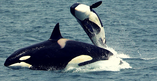 Naturaleza las orcas tienen gran empatia entre ellas 4