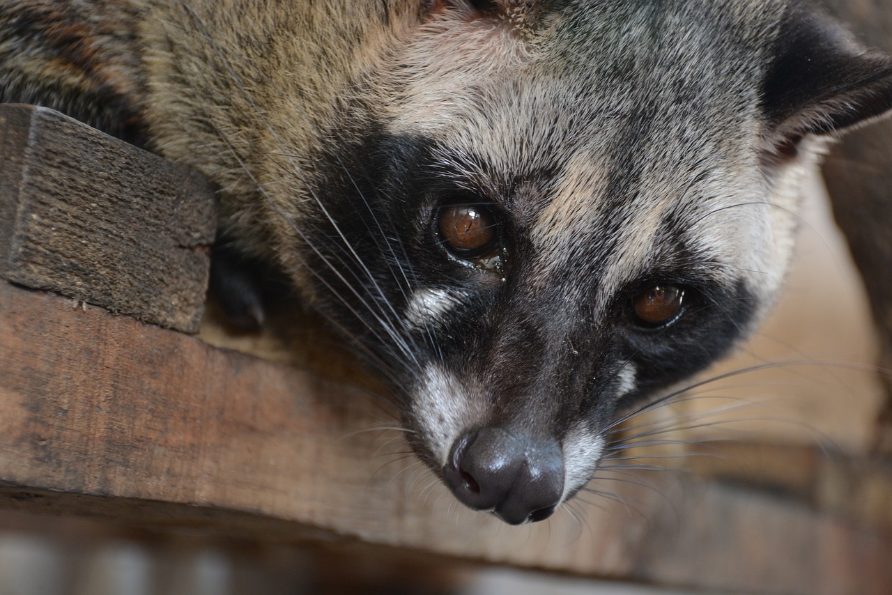 Naturaleza los animales salvajes se estan recuperando gracias al covid 19 1