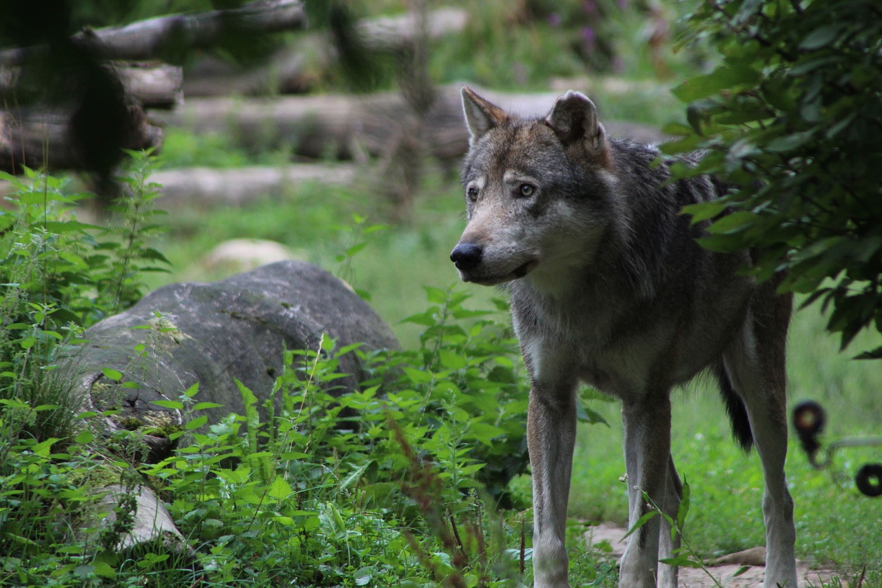 Naturaleza los animales salvajes se estan recuperando gracias al covid 19 2