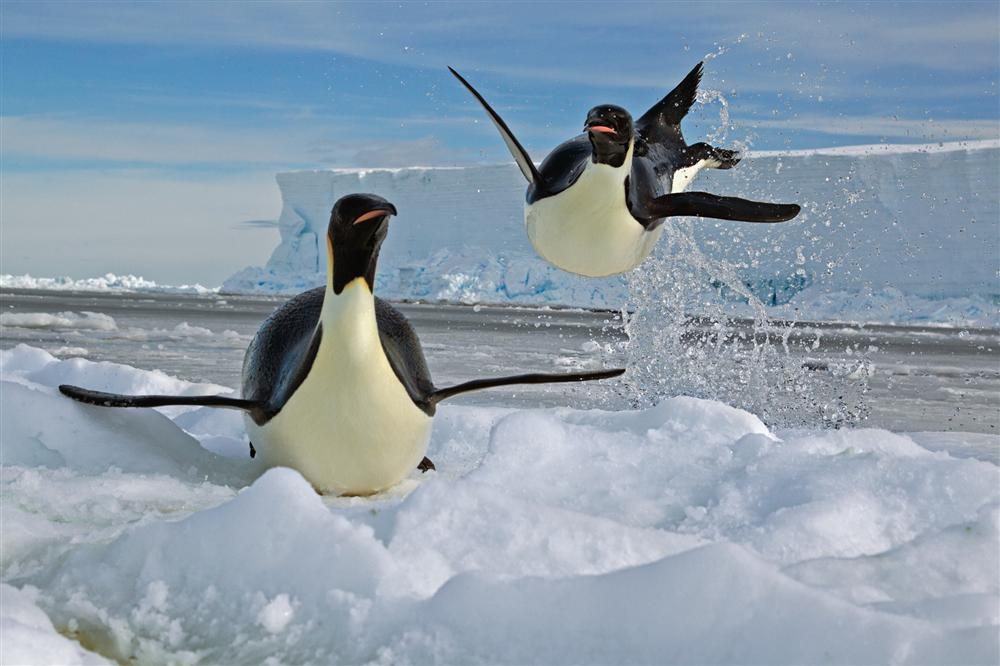 Naturaleza los antiguos pinguinos volaban 2