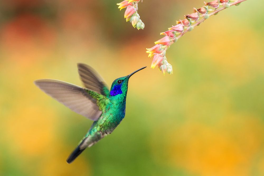 Naturaleza los colibries ven mas colores que nosotros 3