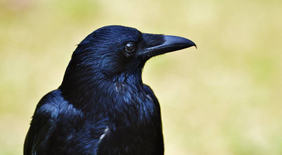 Naturaleza los cuervos tienen consciencia primaria 1