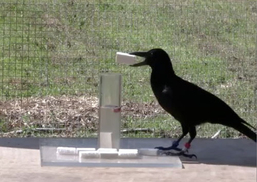 Naturaleza los cuervos tienen consciencia primaria 2