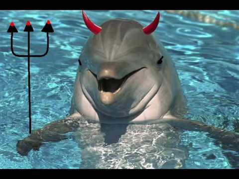 Naturaleza los delfines tienen mafias 1