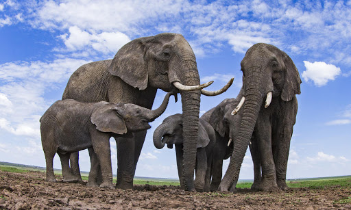 Naturaleza los elefantes se llaman por sus nombres 2