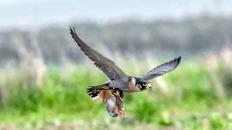 Naturaleza los halcones saben simular ataques 2