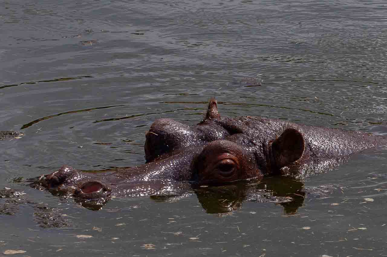 Naturaleza hipopotamos de la cocaina 1