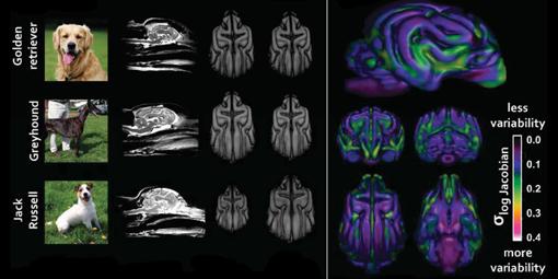 Naturaleza los humanos hemos alterado el cerebro de los perros 3