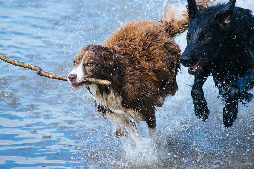 Naturaleza los humanos hemos alterado el cerebro de los perros 4