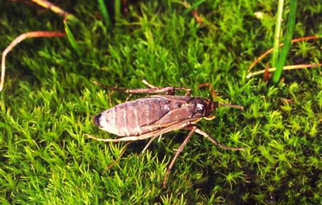 Investigacion los insectos que perdieron la capacidad de volar 1