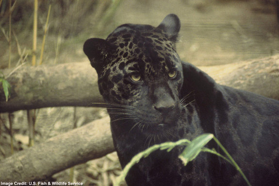 Naturaleza jaguares drogan mejoran caza 1