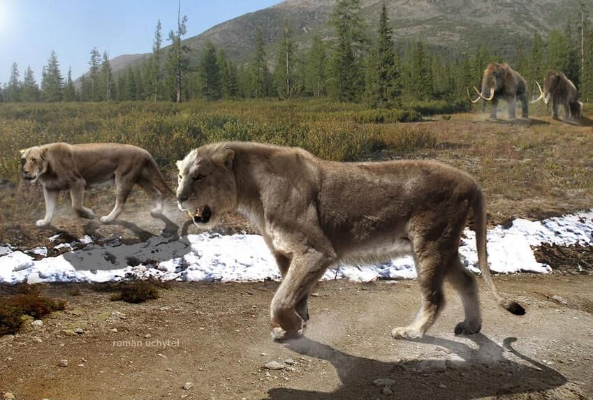 Investigacion los leones de las cavernas de america del norte 2