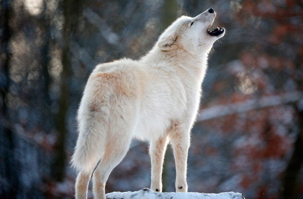 Naturaleza los lobos tienen dialectos 1