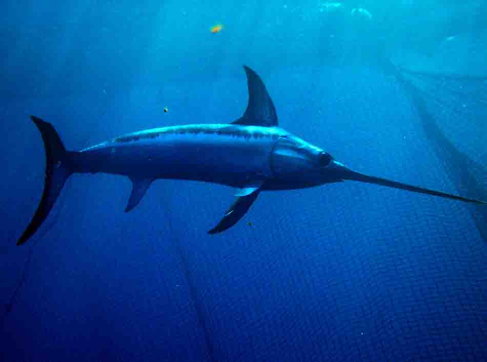 Investigacion algunos peces espada matan a los tiburones 3