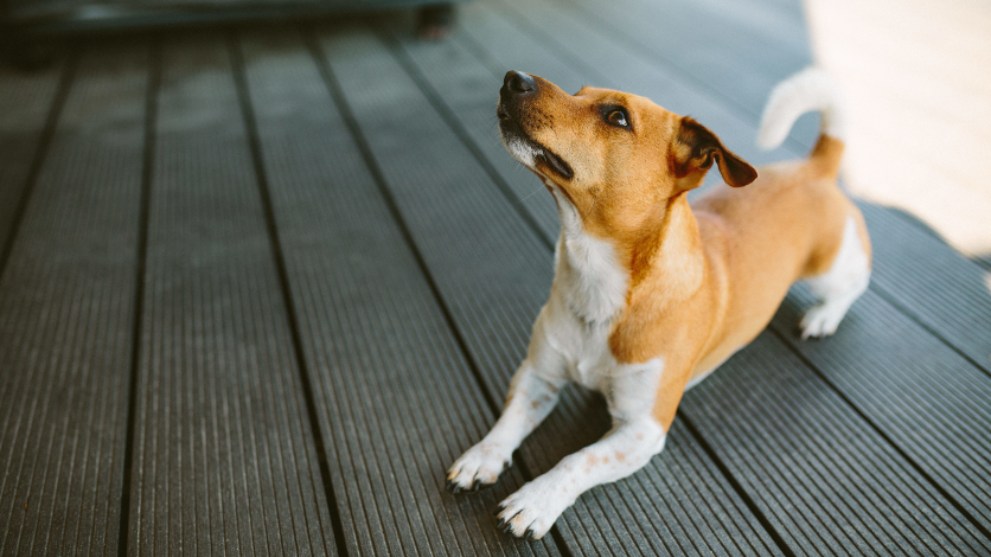 Curiosidades los perros entienden varias palabras 2