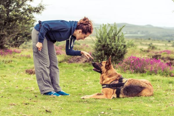 Investigacion los perros nos entienden 2