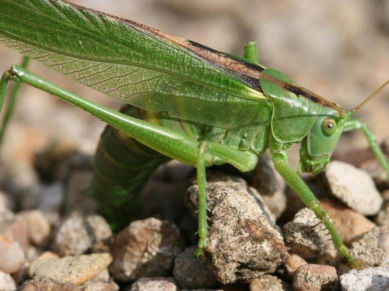 Naturaleza los primeros en comunicarse acusticamente los grillos 1