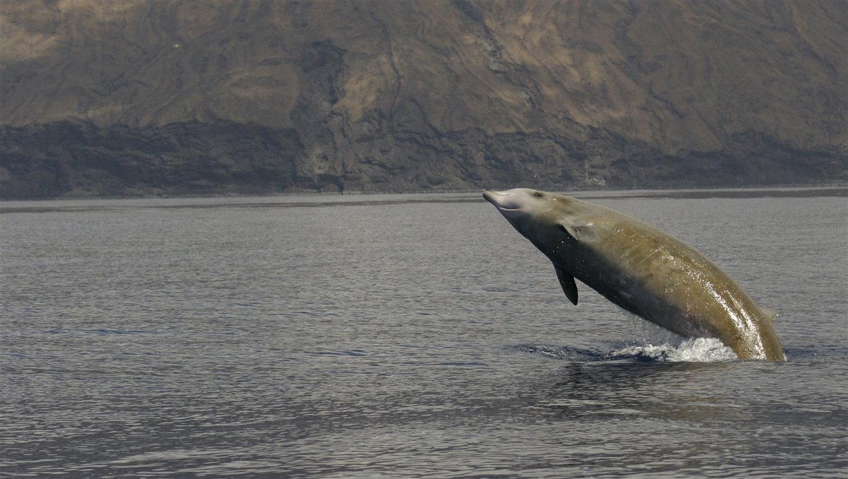 Naturaleza los silenciosos cetaceos zifidos 1