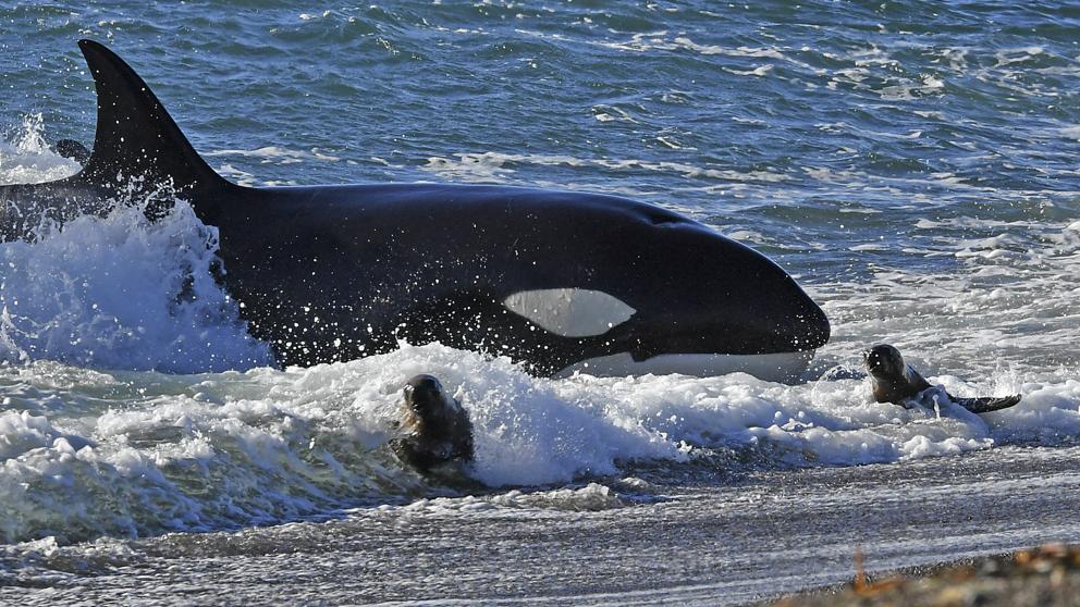 Naturaleza los silenciosos cetaceos zifidos 2