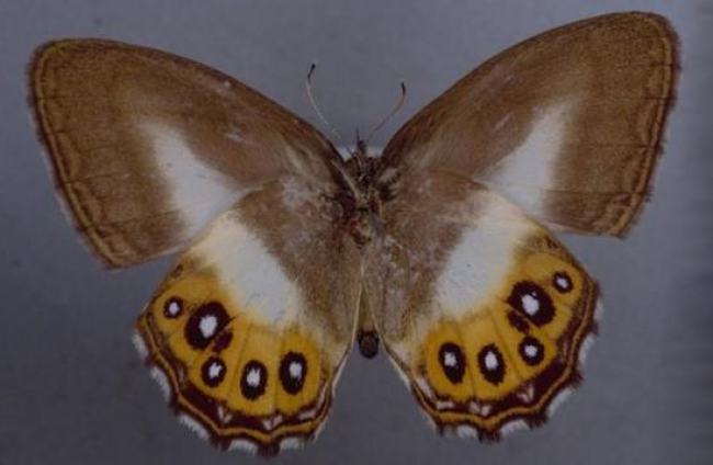 Curiosidades mariposa saurona 1