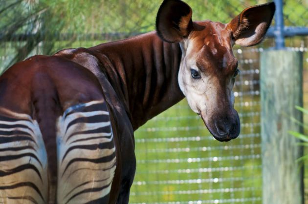 Naturaleza mitad jirafa mitad cebra el okapi 1