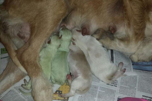 Cultura nacen en valladolid dos perros verdes 1