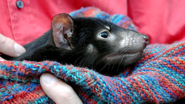 Naturaleza nacieron en australia demonios de tasmania 1